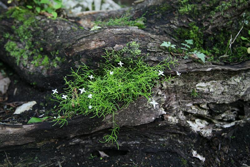 Plitvicer Seen21.jpg